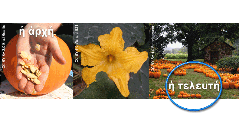 pumpkin from seed to harvest
